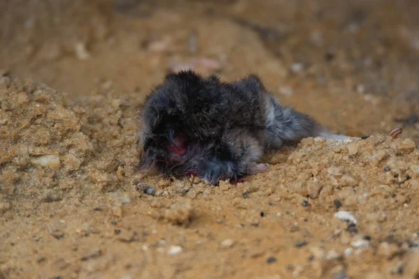 Close-up kleine dode muis op de grond. Uilen prooi — Stockfoto
