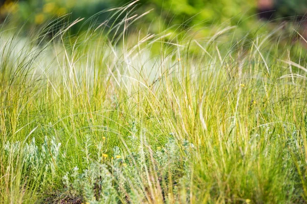 草原で風に揺れるススキ羽 — ストック写真