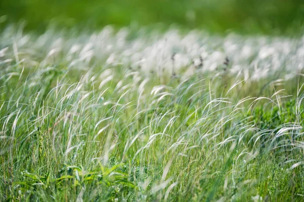 草原で風に揺れるススキ羽 — ストック写真
