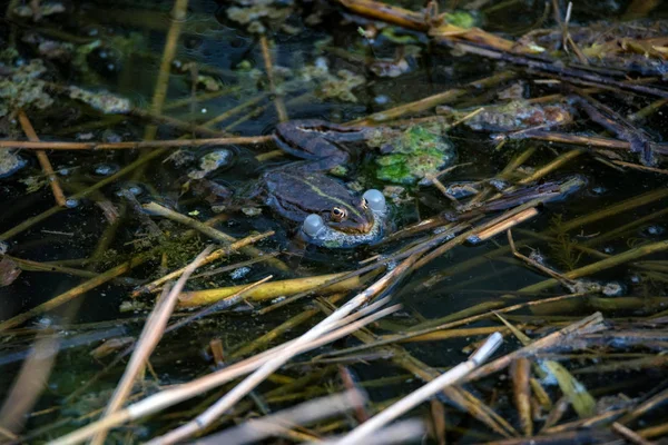 Close view green frog makes mating call in water — Stock Photo, Image