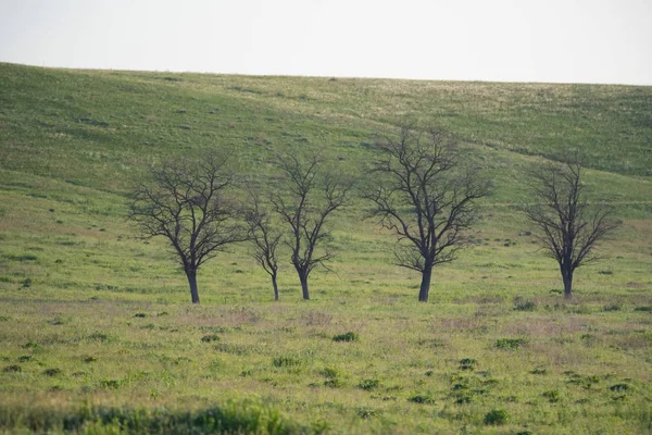 Vue de la steppe printanière avec arbres nus et herbe verte — Photo