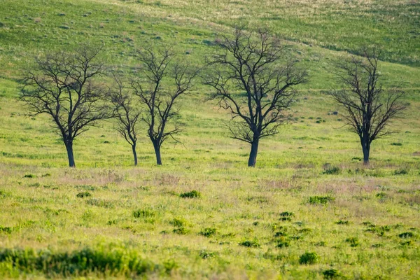 Vista da estepe de primavera com árvores nuas e grama verde — Fotografia de Stock