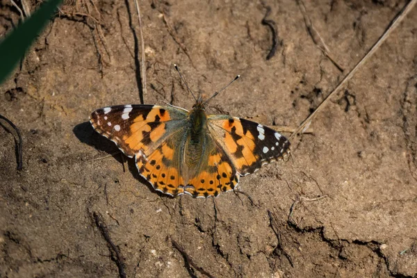 Renkli Boyalı Lady kelebek veya Vanessa cardui yere — Stok fotoğraf