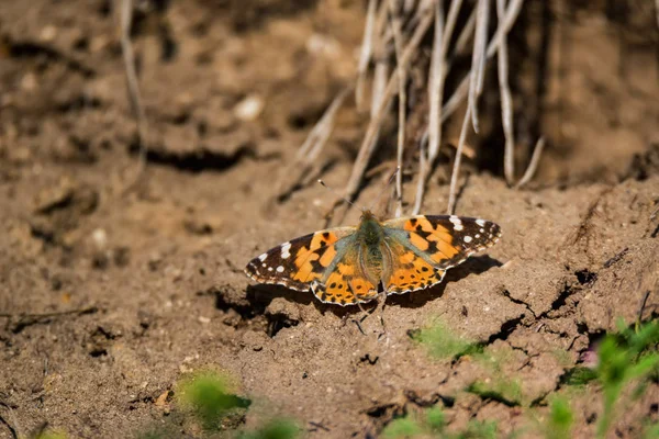 Colorato Verniciato Lady farfalla o Vanessa cardui a terra — Foto Stock