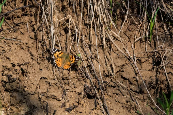 Colorato Verniciato Lady farfalla o Vanessa cardui a terra — Foto Stock