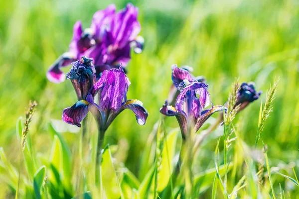 Beautiful purple wild irises blossoming in spring steppe background — Stock Photo, Image