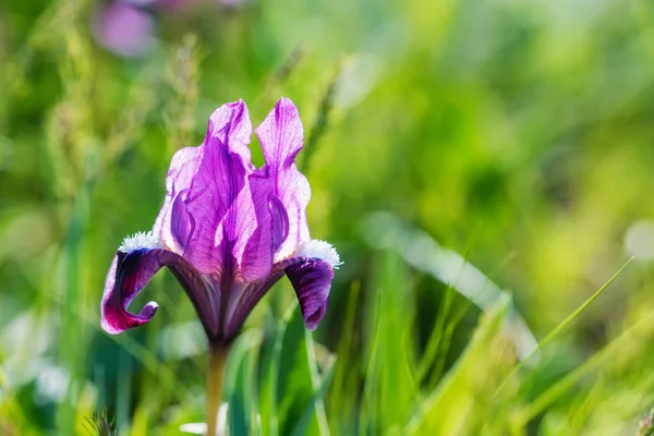 Beautiful purple wild iris blossoming in spring steppe background