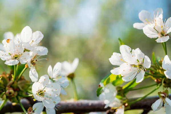 Gros plan belles fleurs de cerise sur la branche — Photo