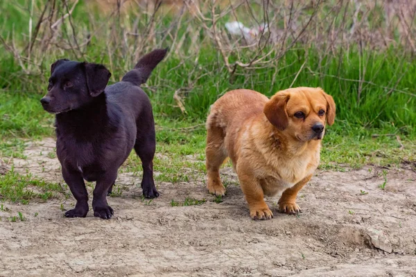 Dışarıda iki küçük şirin siyah ve kahverengi melez köpek var. — Stok fotoğraf