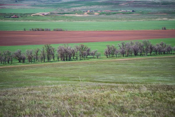 Beautiful picturesque spring landscape with green steppe — Stock Photo, Image