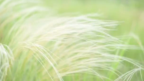 Срібна пір'яна трава віє під час вітру на сході сонця — стокове відео