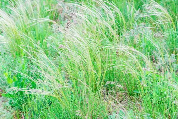 Zilveren veer gras zwaaiend in de wind in de steppe — Stockfoto