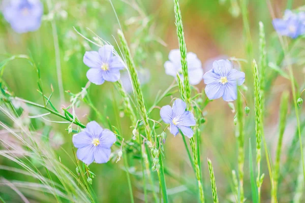 Gros plan belles fleurs bleues de lin fleurissant dans le champ — Photo