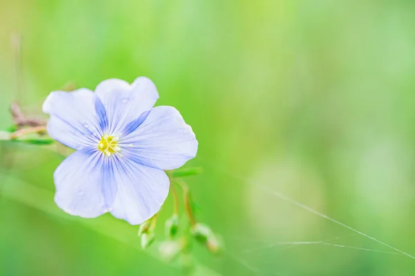Gros plan belle fleur bleue de lin fleurissant dans le champ — Photo