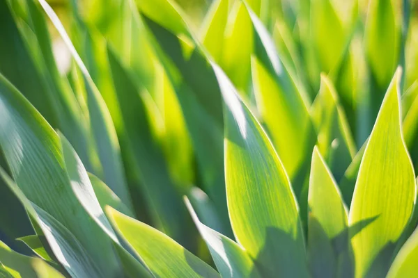 Folhas de íris verde no jardim para o fundo abstrato primavera — Fotografia de Stock