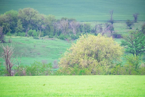 Bela paisagem pitoresca primavera com estepe verde árvore — Fotografia de Stock
