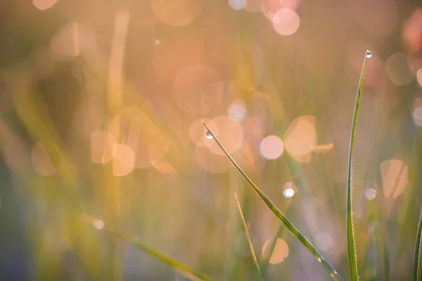 풀 위에 아침 이슬이 맺히는 아름다운 배경 — 스톡 사진