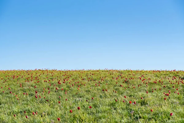 Schrencks tulpen of Tulipa Tulipa schrenkii en irissen in het steppe veld — Stockfoto