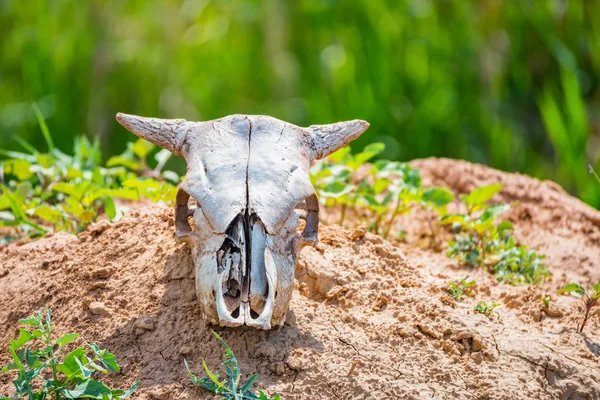 Close uo old cow skull lies on ground