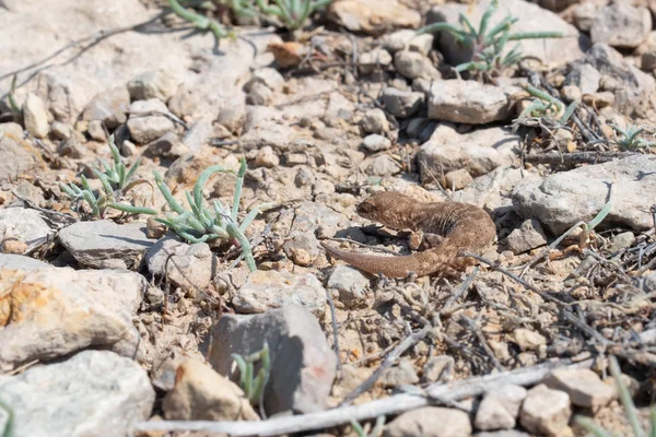 Yerde çift parmaklı şirin kertenkele cinsi Alsophylax 'i kapat — Stok fotoğraf