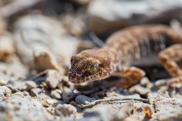 Närbild söt liten Jämfingrade gecko släktet Alsophylax på marken — Stockfoto