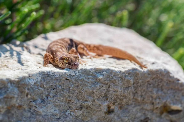 Close-up schattige kleine even-Fingered gecko geslacht Alsophylax op steen — Stockfoto