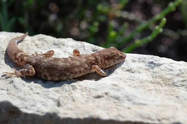 Zavři rozkošný malý Gecko rod Alsophylax na kameni — Stock fotografie