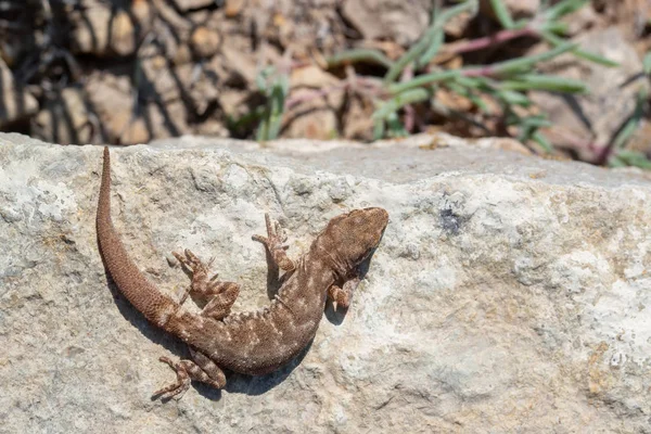 Pohled shora hezký malý Gecko rod Alsophylax na kameni — Stock fotografie