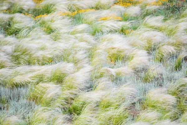 自然な背景のために大草原で風に揺れる銀の羽の草 — ストック写真