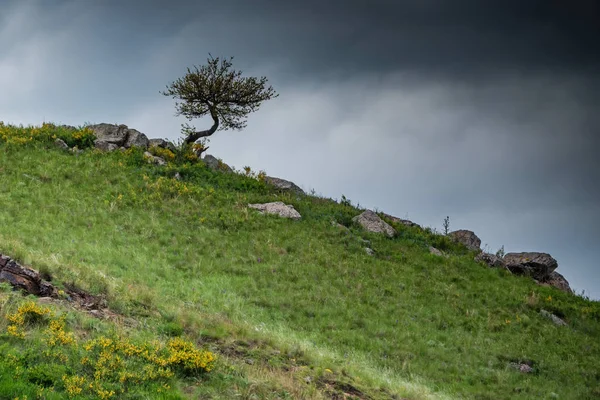 Arbre solitaire pousse sur une pente rocheuse dans la steppe — Photo