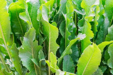 Horseradish veya Armoracia rusticana yaz bahçesinde yakın bırakır