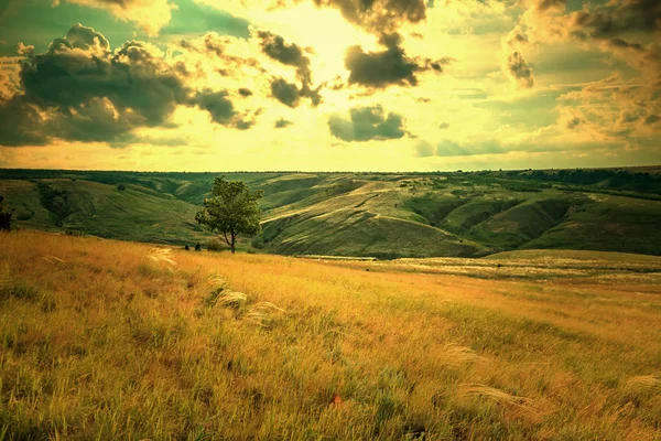 Lonely tree in summer steppe beautiful landscape — Stock Photo, Image