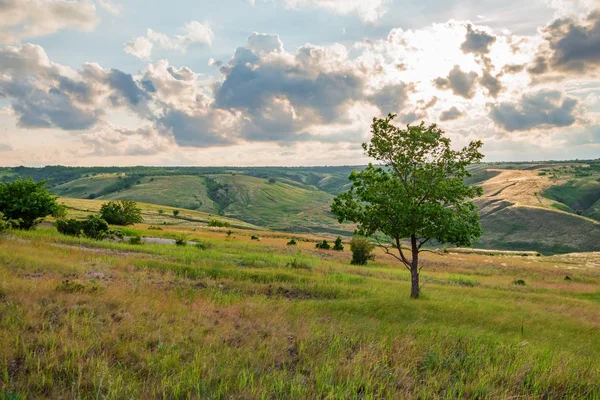 Osamělý strom v létě stepní krásná krajina — Stock fotografie