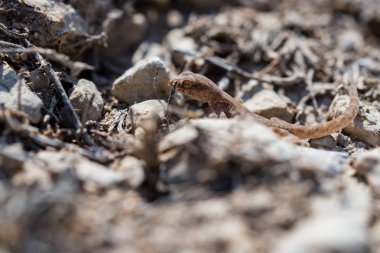 Yerde çift parmaklı şirin kertenkele cinsi Alsophylax 'i kapat