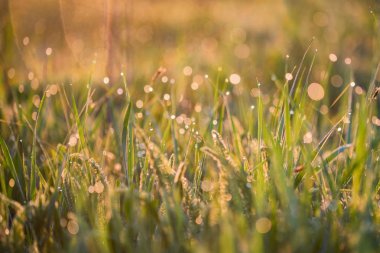 Çimlerin üzerinde sabah çiği olan güzel bir arkaplan.