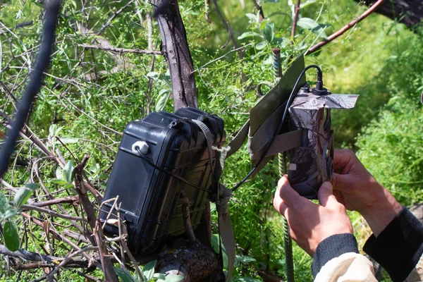 Hände befestigen Kamerafalle an Baum für Bilder von Tieren — Stockfoto