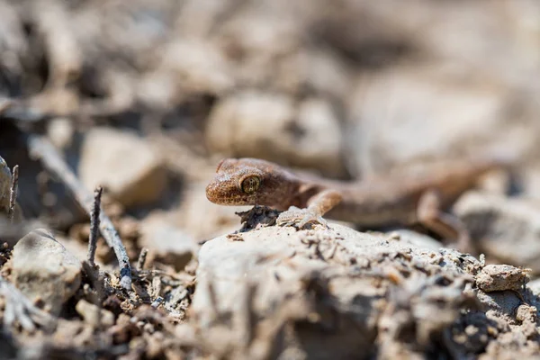 Zblízka roztomilé malé sudé gecko rod Alsophylax na zemi — Stock fotografie