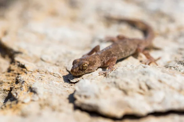 Närbild Söt liten även-fingered Gecko släkte Alsophylax på sten — Stockfoto