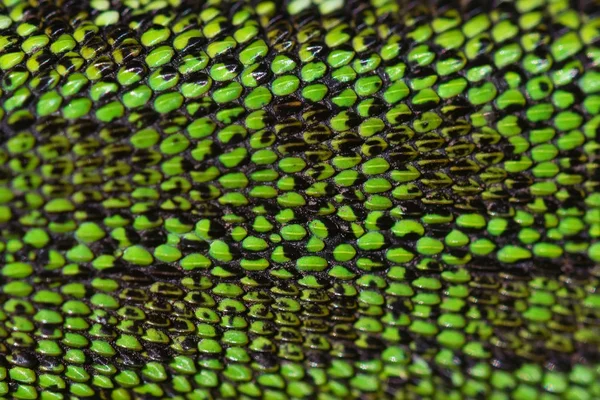 Zbliżenie zielonej skóry Reptile tekstury tła — Zdjęcie stockowe