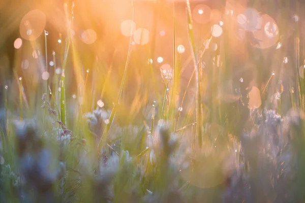 풀 위에 아침 이슬이 맺히는 아름다운 배경 — 스톡 사진