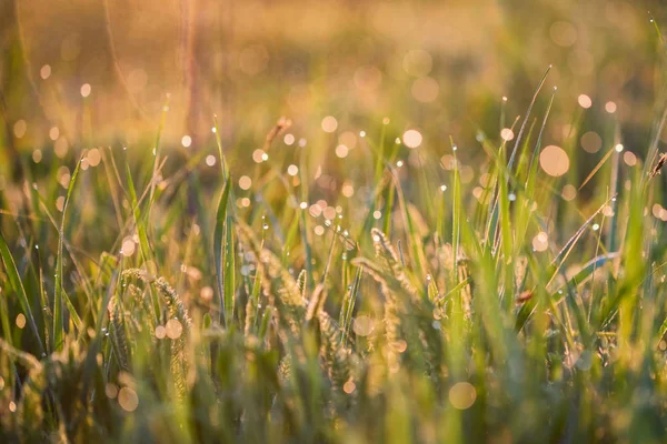 Gyönyörű háttér reggeli harmat a fűben közel — Stock Fotó