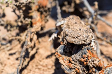 Doğadaki Phrynocephalus helioscopus agama 'nın yakın portresi