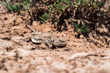 Doğadaki Phrynocephalus helioscopus agama 'nın yakın portresi