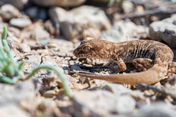 Close-up schattig klein Even-fingered gekko genus Alsophylax op de grond — Stockfoto