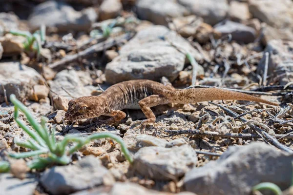 Zblízka roztomilé malé sudé gecko rod Alsophylax na zemi — Stock fotografie