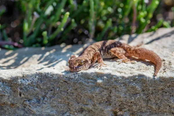 Zavři rozkošný malý Gecko rod Alsophylax na kameni — Stock fotografie