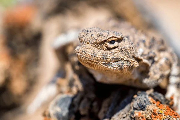 Retrato próximo de Phrynocephalus helioscopus agama na natureza — Fotografia de Stock