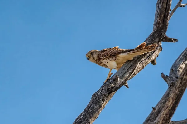 Female common kestrel or Falco tinnunculus perches against blue sky background — Stock Photo, Image