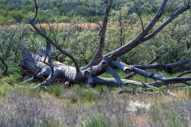 Kuru eski kıyma ağaç doğada yer yatıyor