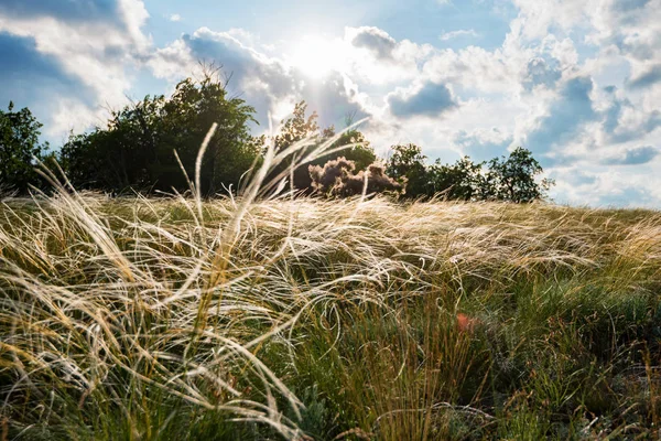대초원 아름 다운 여름 풍경에 바람에 흔들리는 실버 깃털 잔디 — 스톡 사진